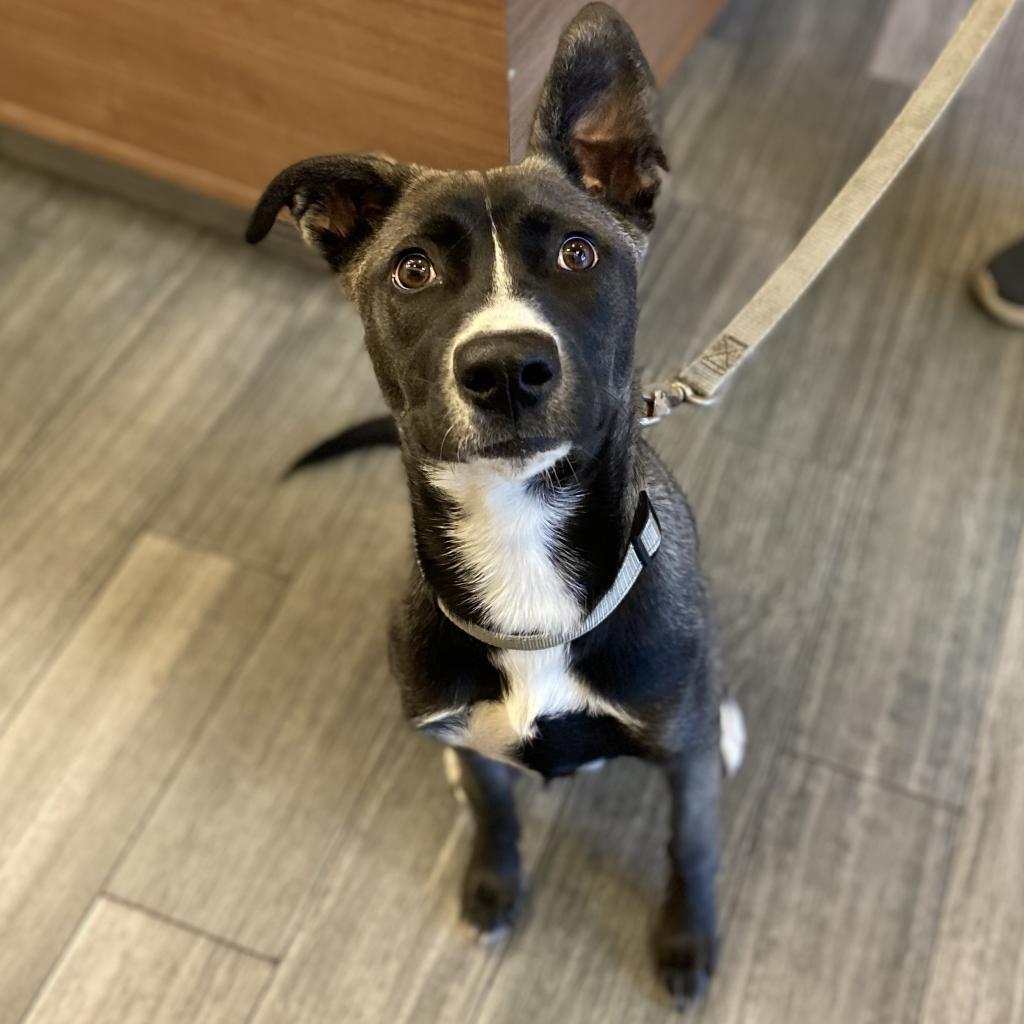 Enlarge Ginger, a Adoptable Mixed Breed in Jacksonville, FL image 2/2