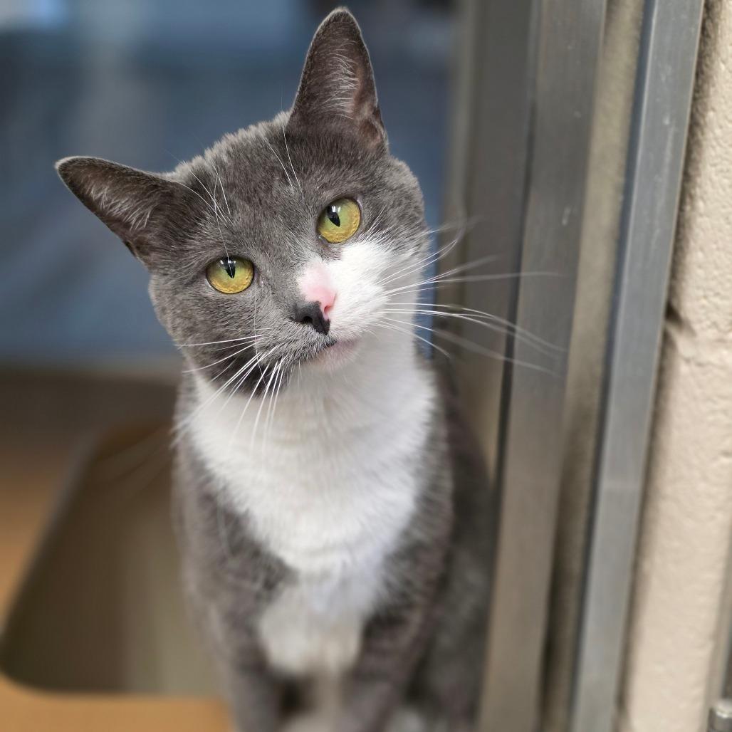 Enlarge Shi aka Josina, a Adoptable Domestic Short Hair in Chatham, VA image 1/4