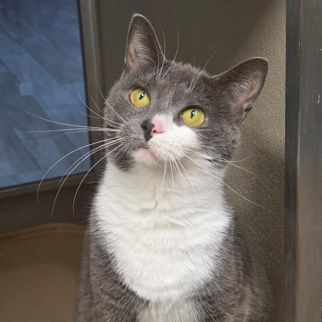 Enlarge Shi aka Josina, a Adoptable Domestic Short Hair in Chatham, VA image 2/4