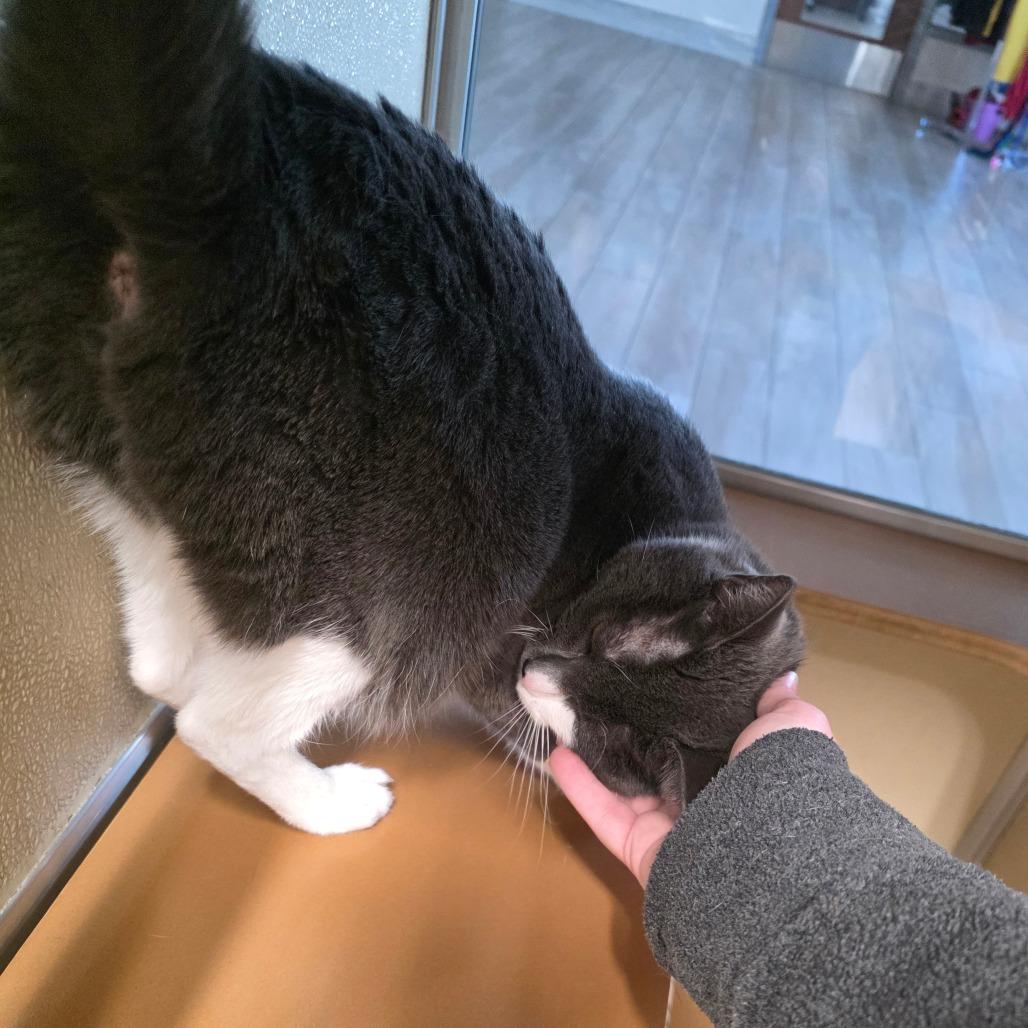 Enlarge Shi aka Josina, a Adoptable Domestic Short Hair in Chatham, VA image 3/4