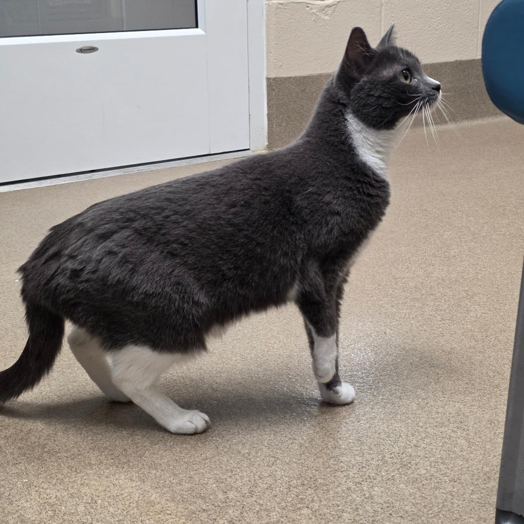 Enlarge Shi aka Josina, a Adoptable Domestic Short Hair in Chatham, VA image 4/4