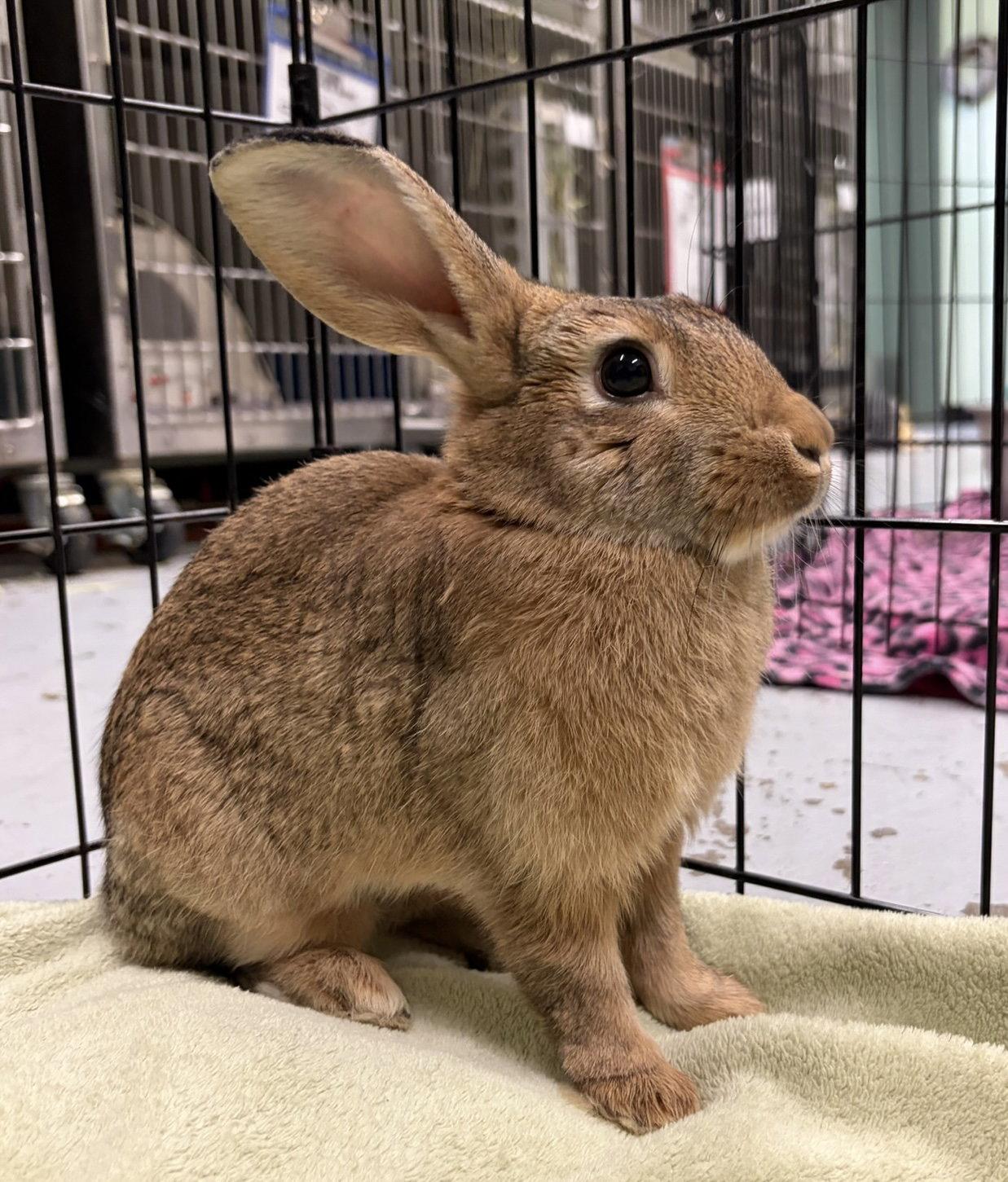 Amelia Bedelia, Adoptable, Baby Female American.