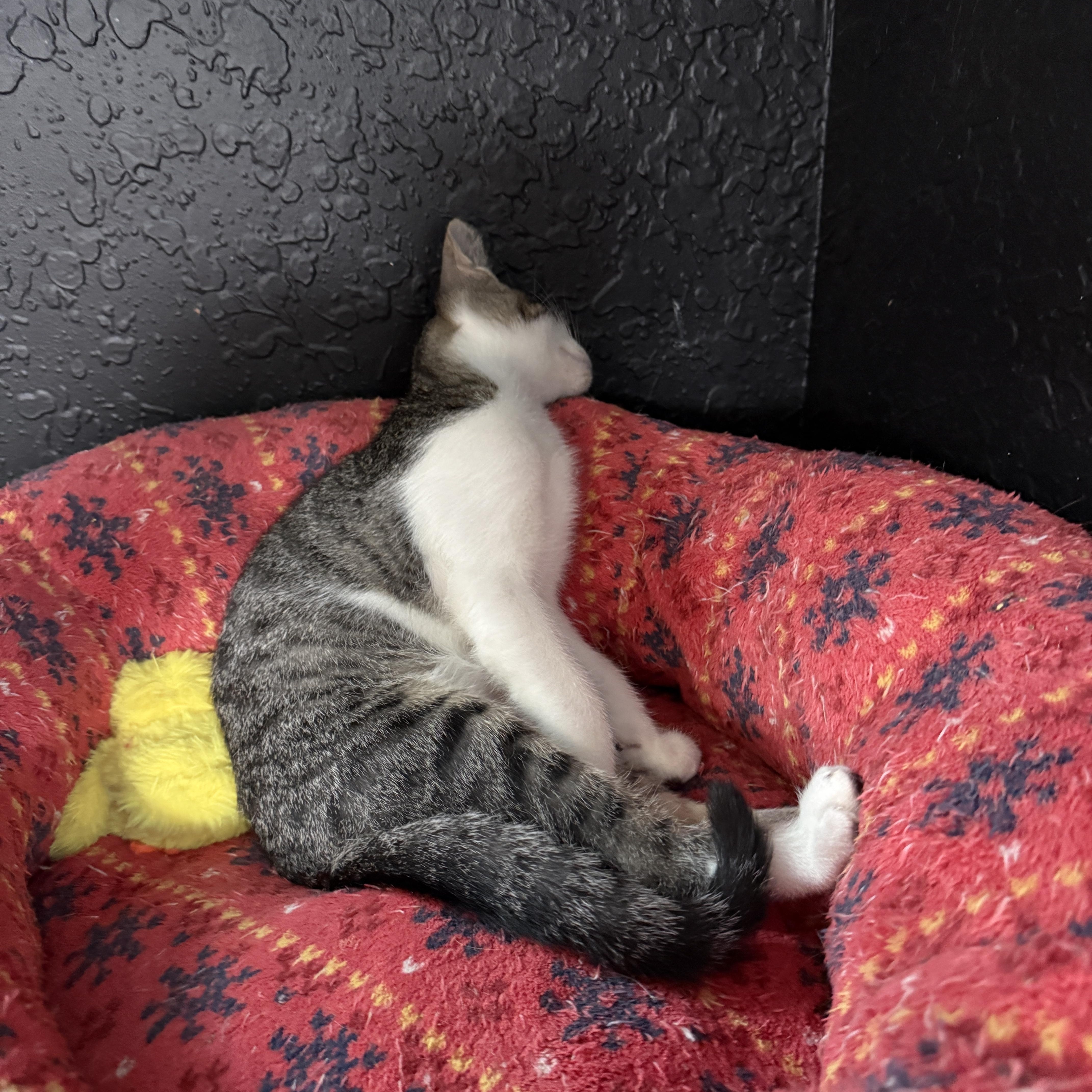 Enlarge Howie, a Adopted mixed breed in Intercession city , FL image 5/6