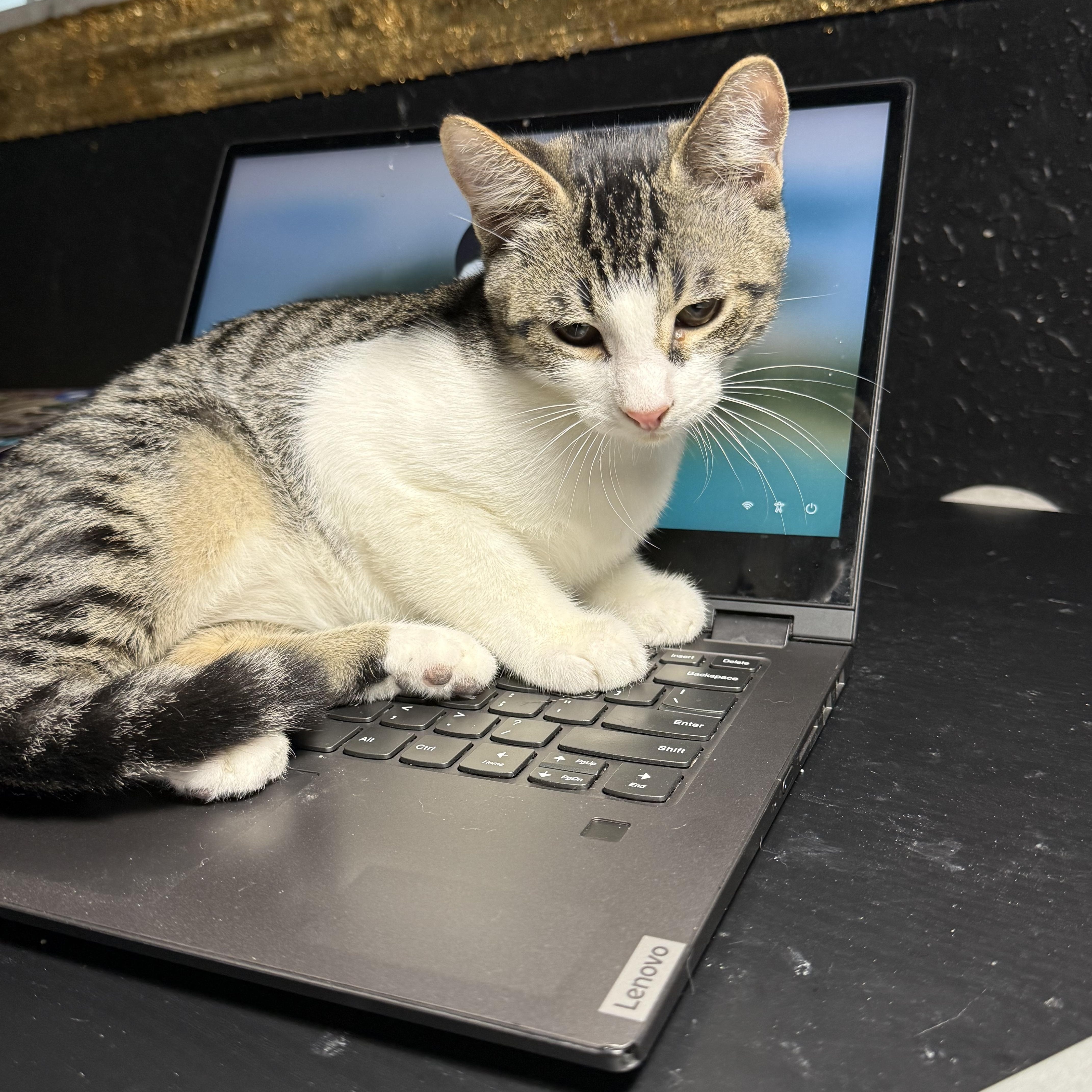 Enlarge Howie, a Adopted mixed breed in Intercession city , FL image 4/6