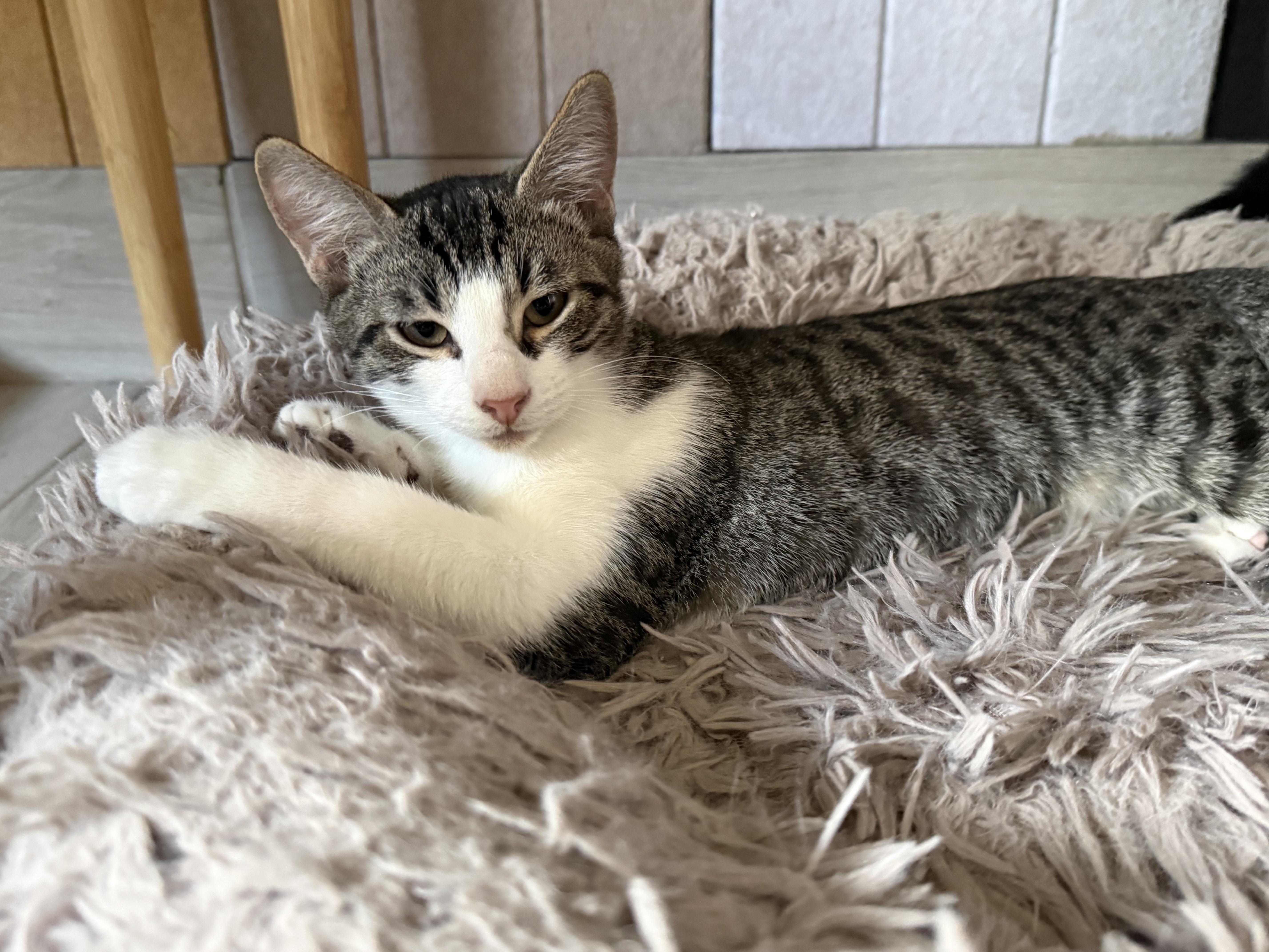 Howie, Adopted, Kitten Male Tabby & Domestic Short Hair.