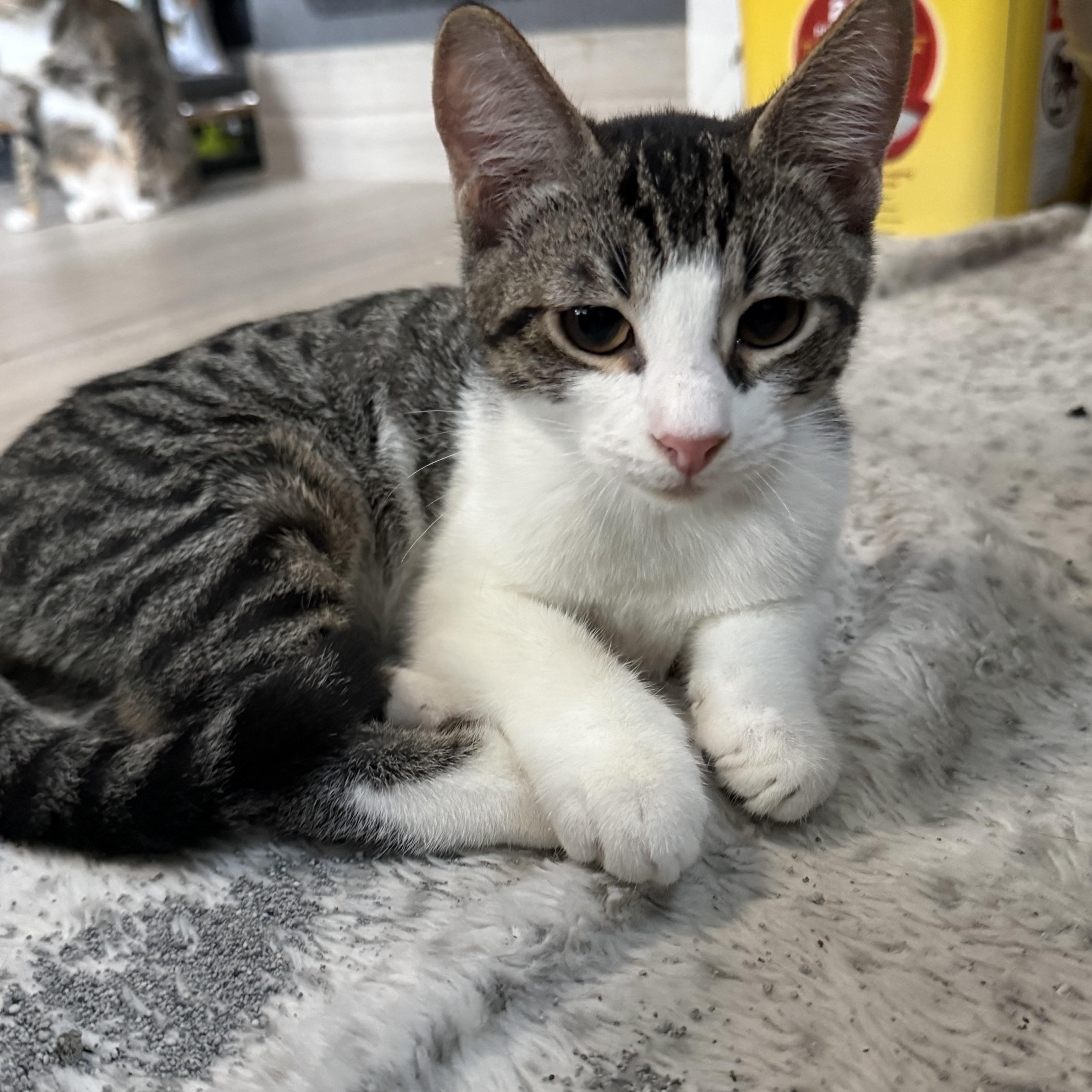 Enlarge Howie, a Adopted mixed breed in Intercession city , FL image 6/6