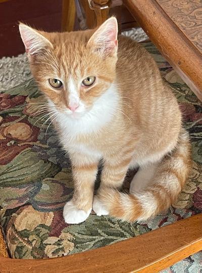 Colby Jack, Adoptable, Kitten Male Domestic Short Hair.