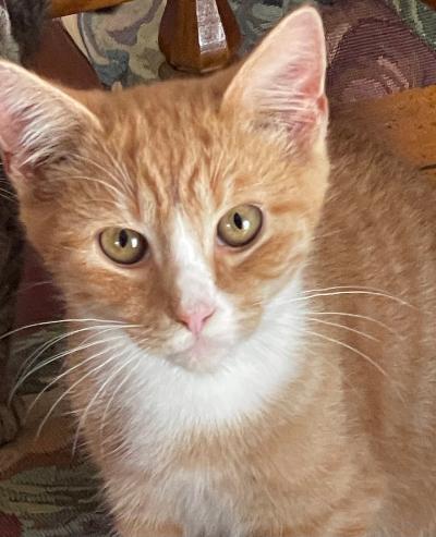 Enlarge Colby Jack, a Adoptable mixed breed in Franklin, WV image 2/3