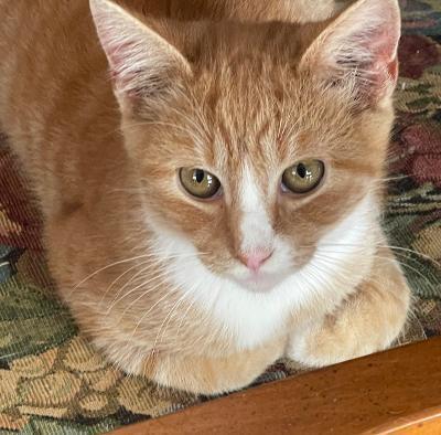 Enlarge Colby Jack, a Adoptable mixed breed in Franklin, WV image 3/3