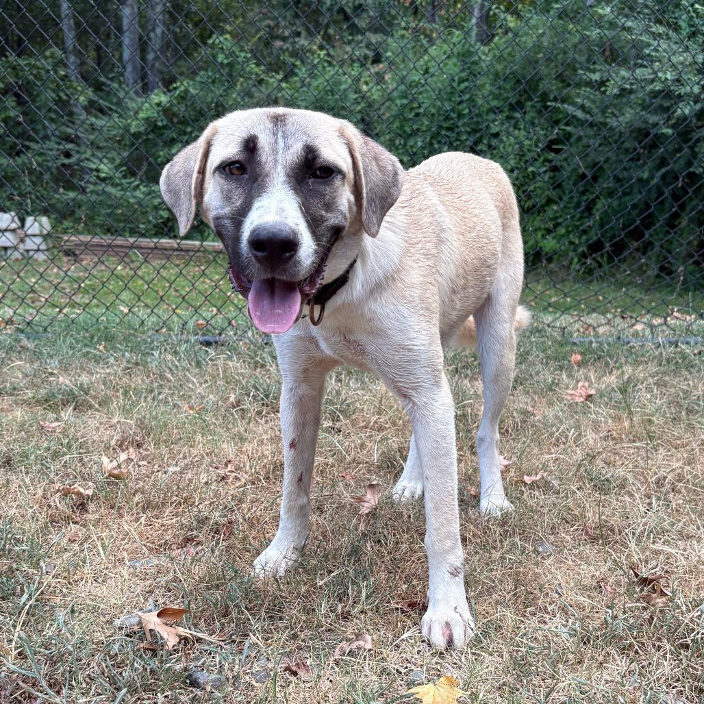 Enlarge Trinity, a Adoptable mixed breed in Cabot, AR image 1/3