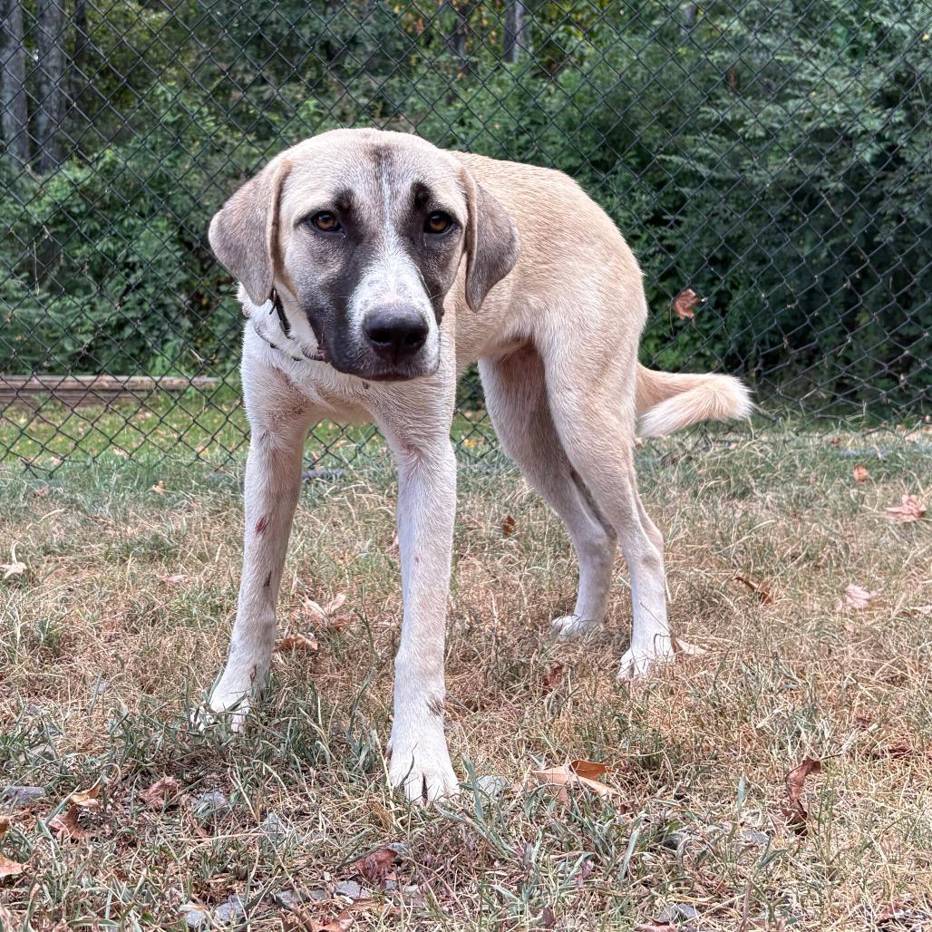 Enlarge Trinity, a Adoptable mixed breed in Cabot, AR image 2/3