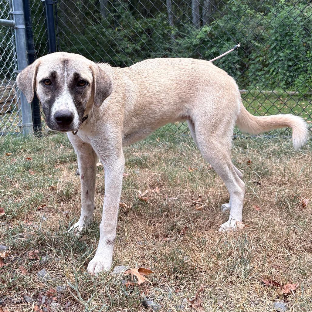 Enlarge Trinity, a Adoptable mixed breed in Cabot, AR image 3/3