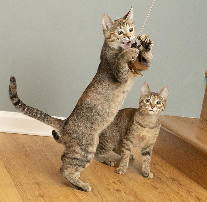 Rosemary, a Adoptable Torbie in Chicago, IL image 2/5