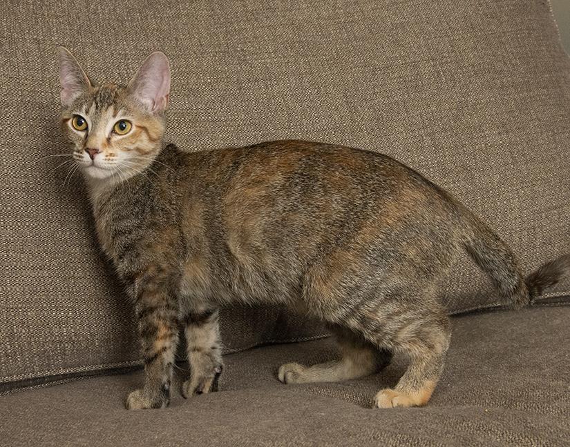 Rosemary, a Adoptable Torbie in Chicago, IL image 5/5