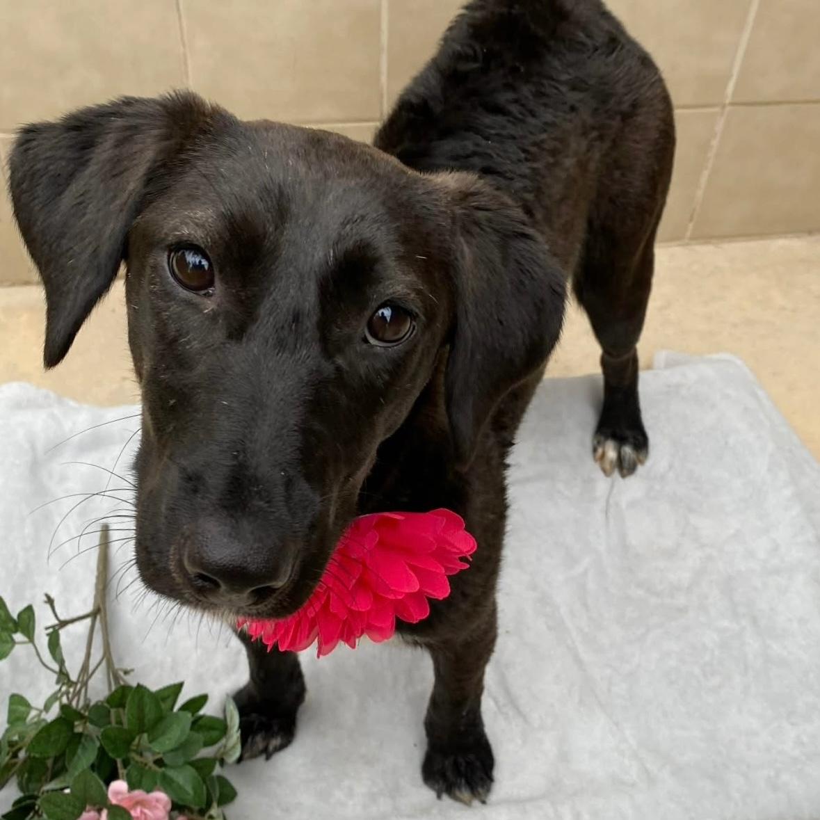 Luna, ADOPTABLE, Adult Female Labrador Retriever.