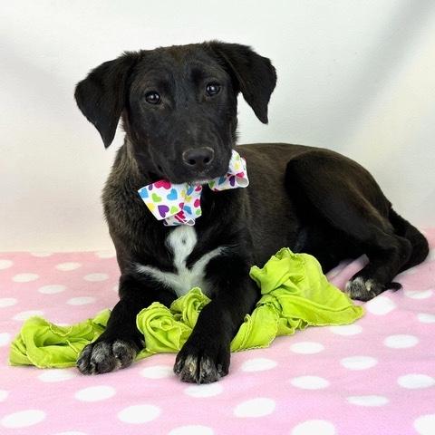 Enlarge Luna, a ADOPTABLE mixed breed in Kerrville, TX image 2/2