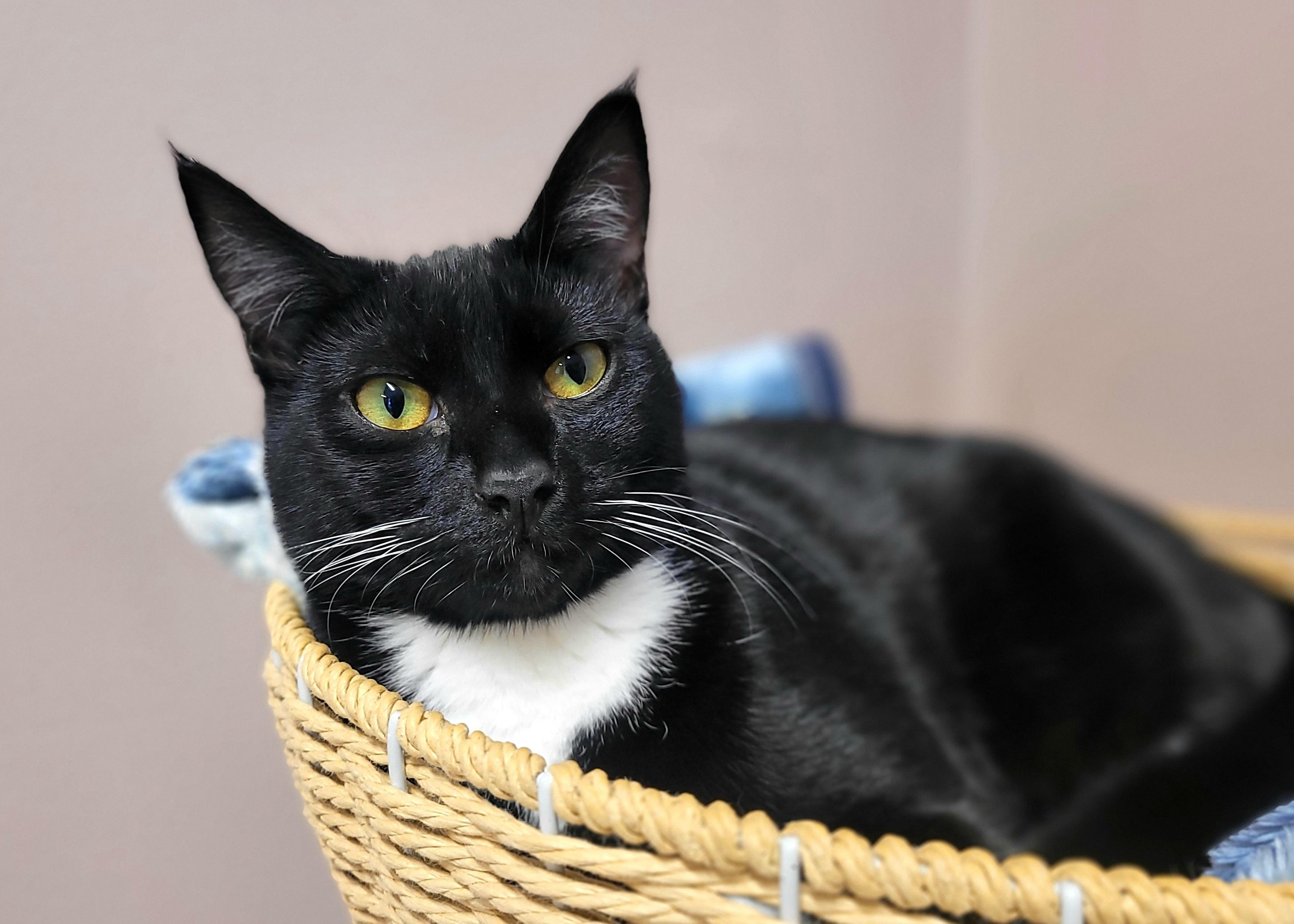 Enlarge Charmer, an adopted mixed breed in Kirkland, WA image 1/1