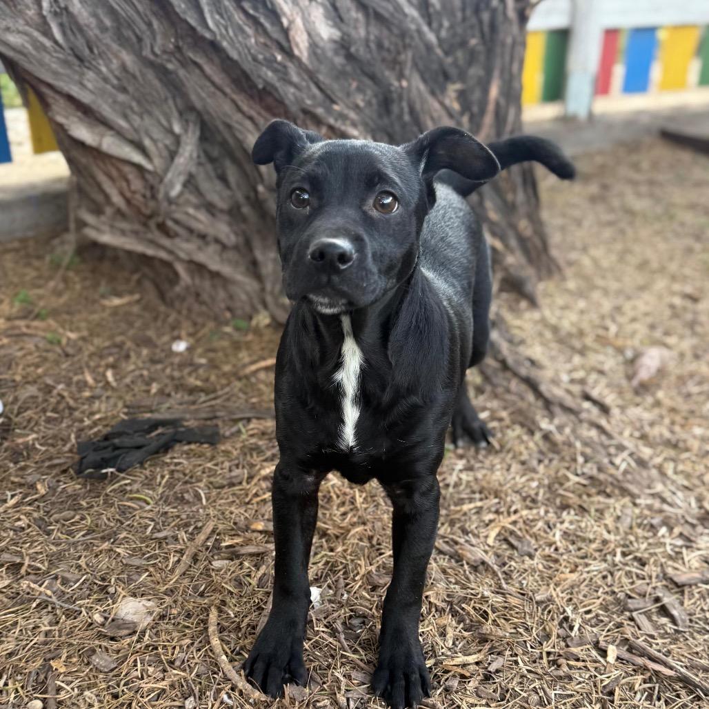 Arrow, Adoptable, Young Male Labrador Retriever & Mixed Breed.