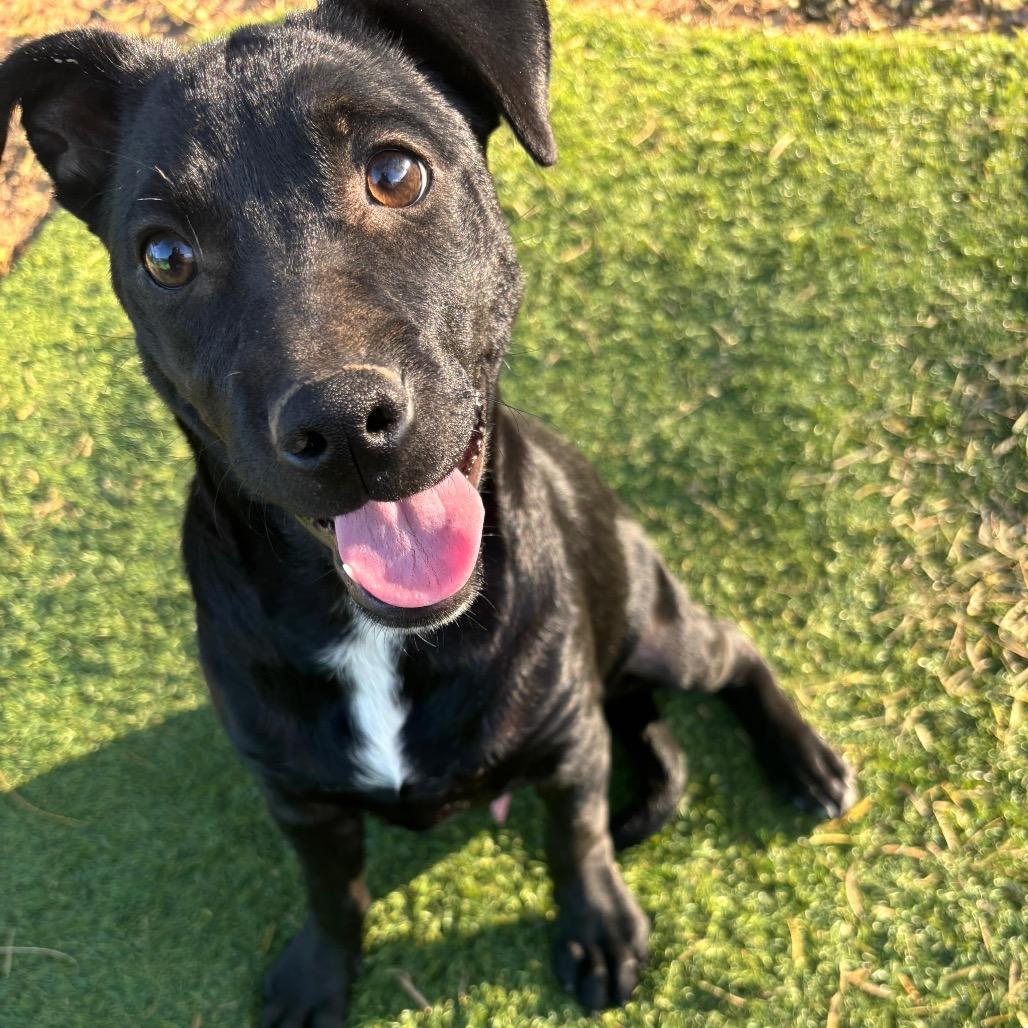 Enlarge Arrow, a Adoptable mixed breed in Laredo, TX image 2/2