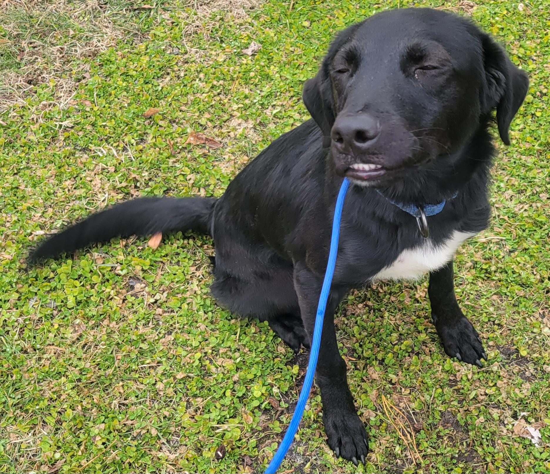 Enlarge Castile , a ADOPTABLE mixed breed in Elwood, NJ image 3/5