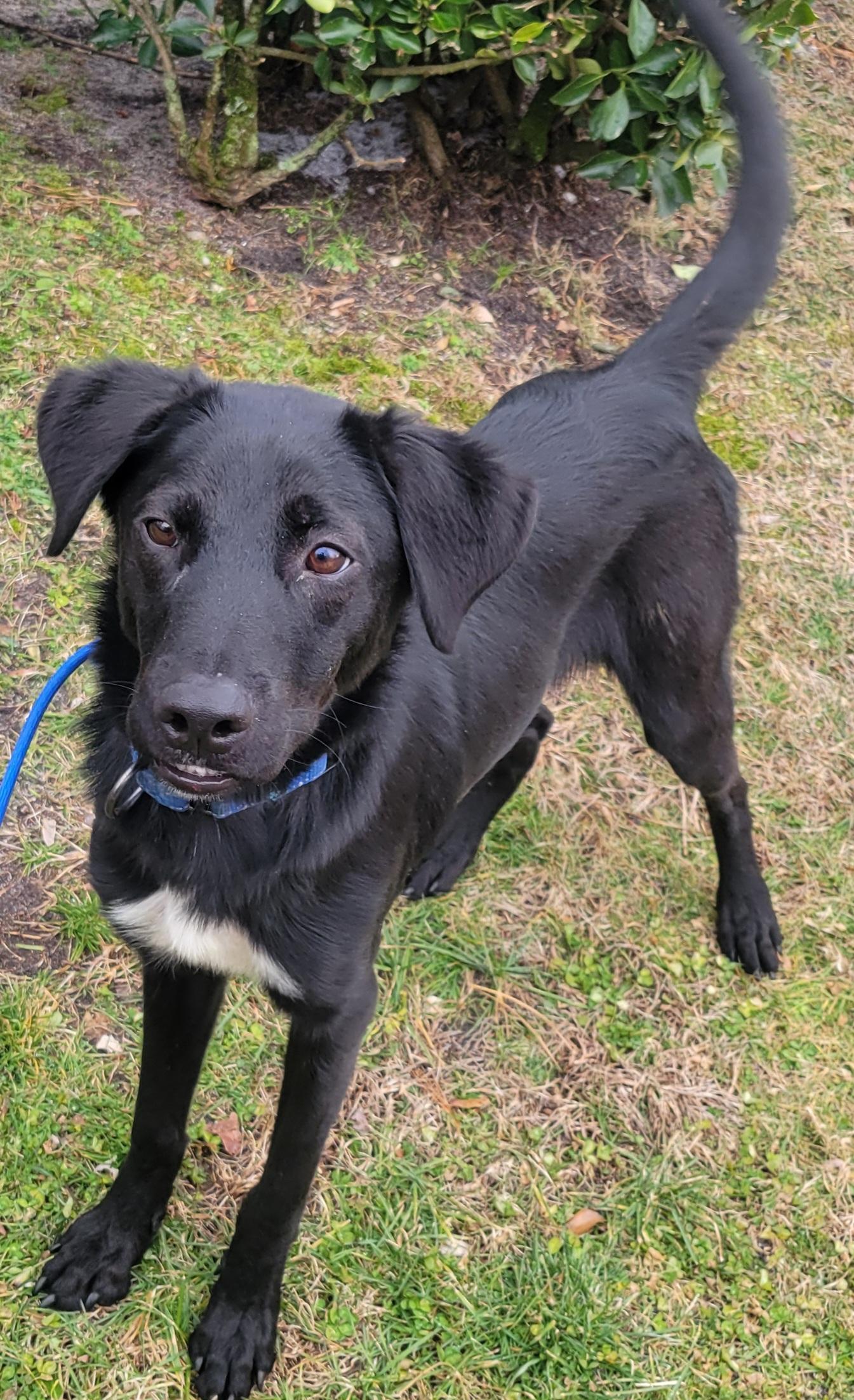Enlarge Castile , a ADOPTABLE mixed breed in Elwood, NJ image 2/5