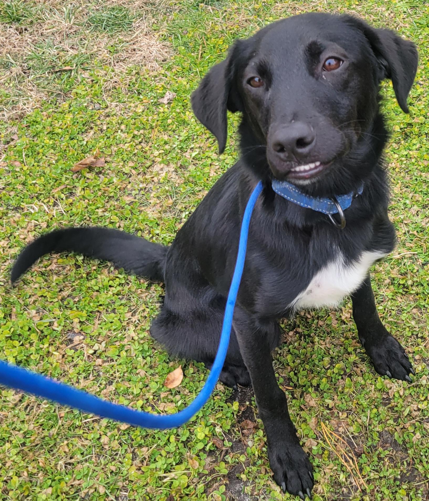 Castile , ADOPTABLE, Young Male Labrador Retriever.
