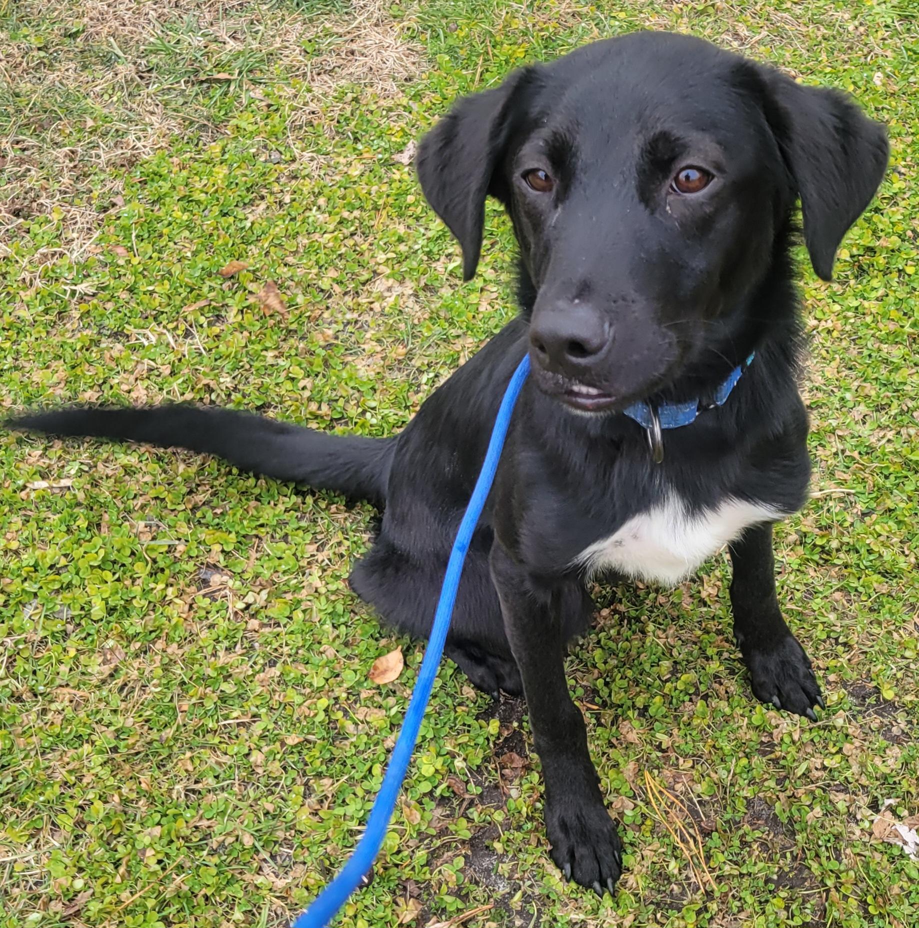 Enlarge Castile , a ADOPTABLE mixed breed in Elwood, NJ image 5/5