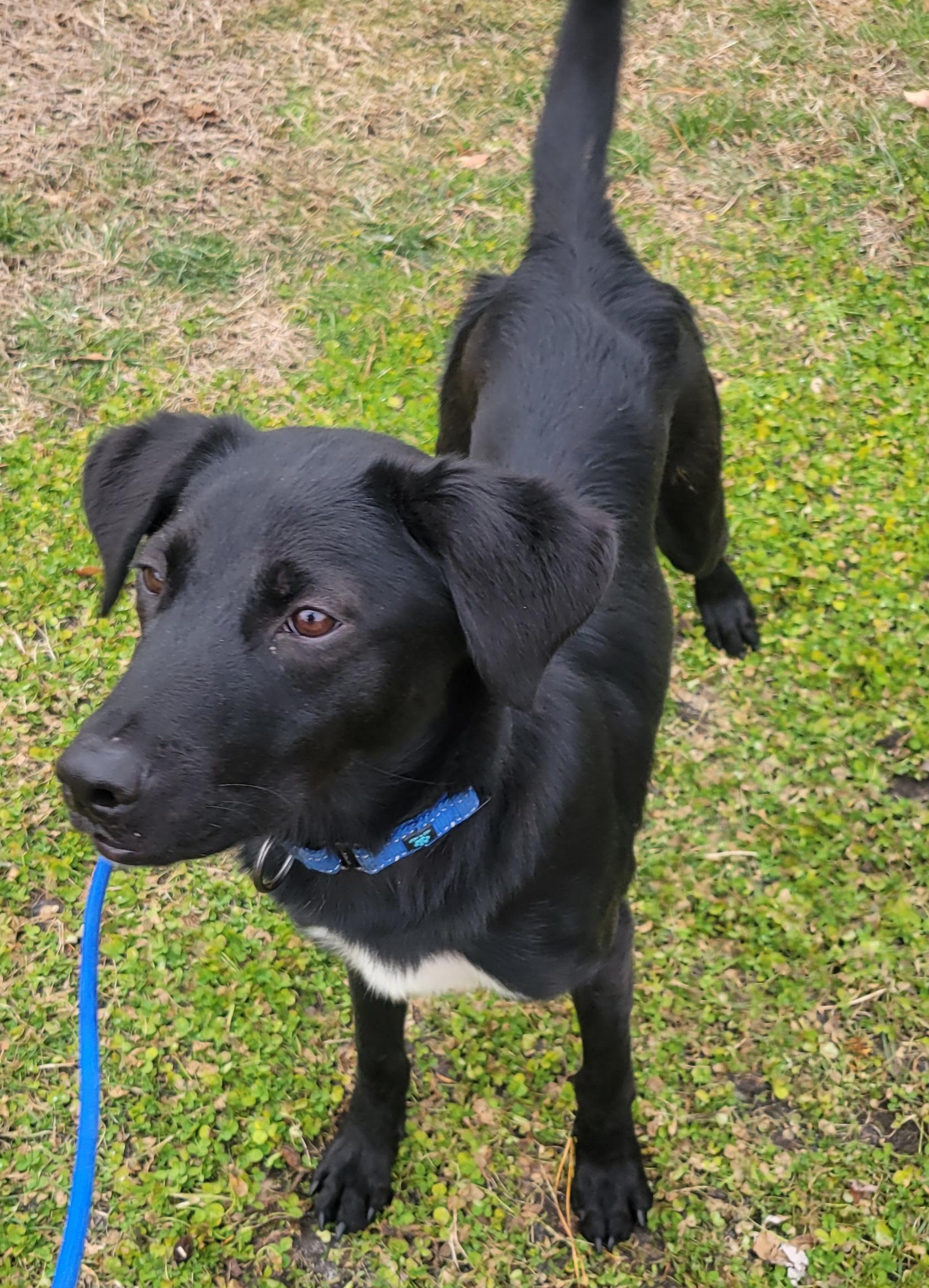 Enlarge Castile , a ADOPTABLE mixed breed in Elwood, NJ image 4/5
