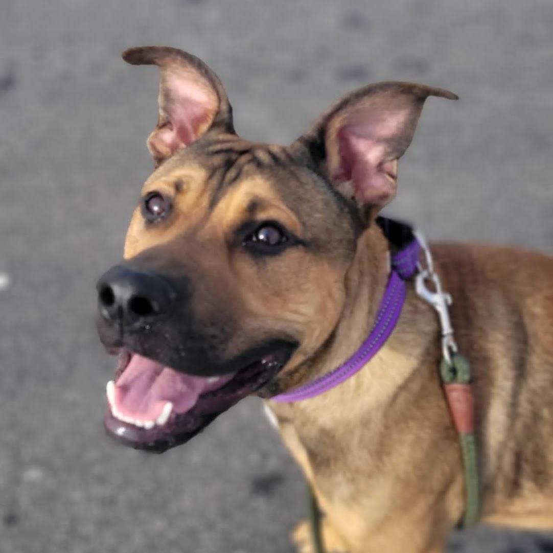 Enlarge Chance, a ADOPTABLE mixed breed in Syracuse, NY image 1/2