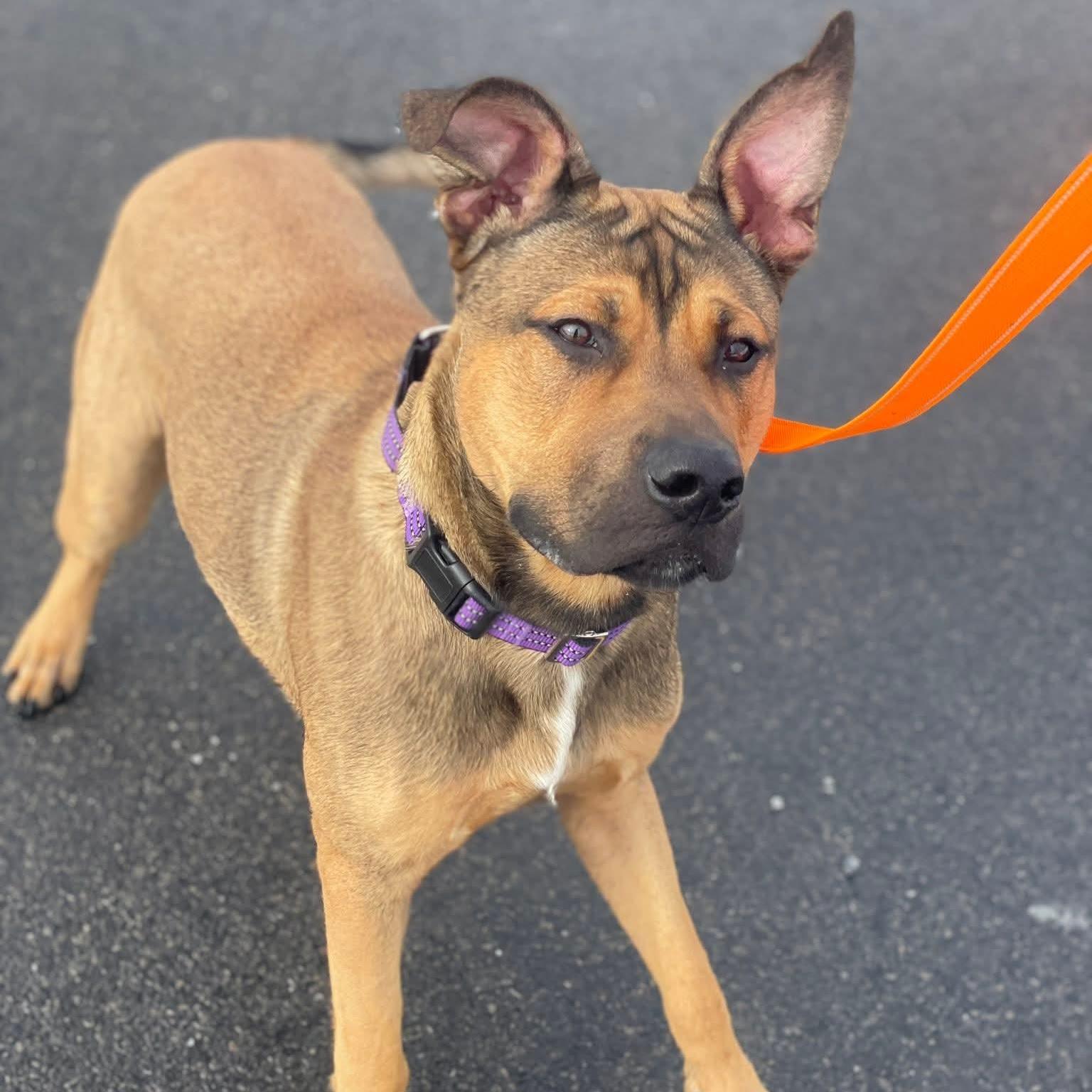 Enlarge Chance, a ADOPTABLE mixed breed in Syracuse, NY image 2/2