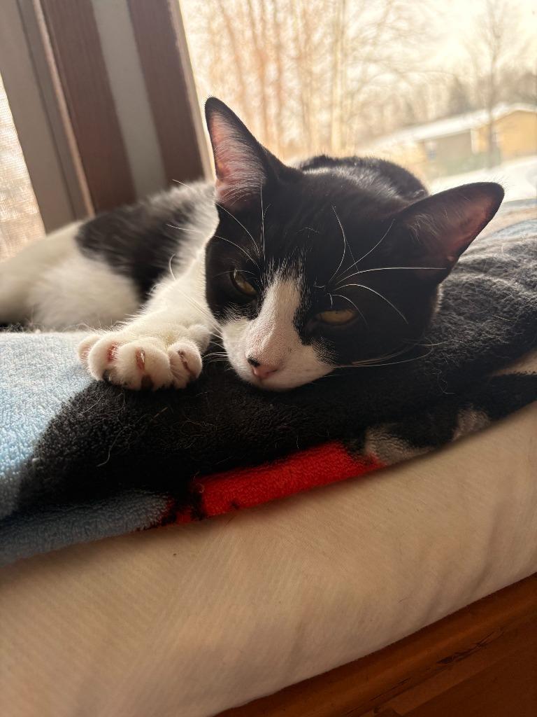 Lizzy, Adoptable, Young Female Domestic Short Hair.