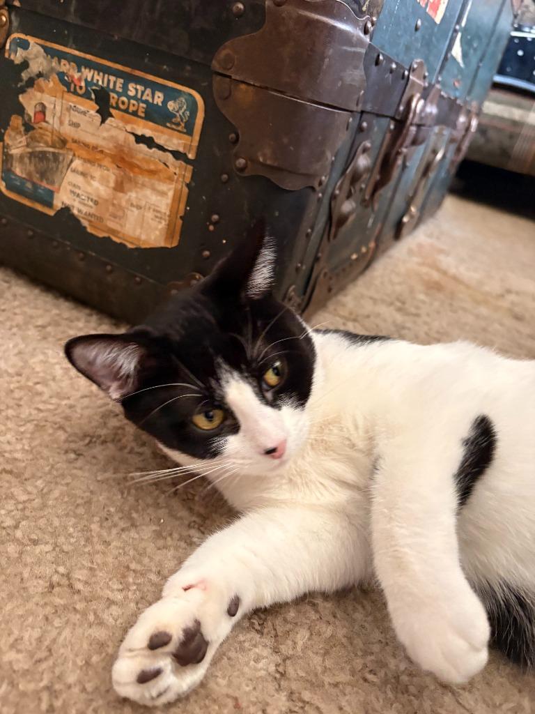 Enlarge Lizzy, a Adoptable Domestic Short Hair in Cloquet, MN image 2/4