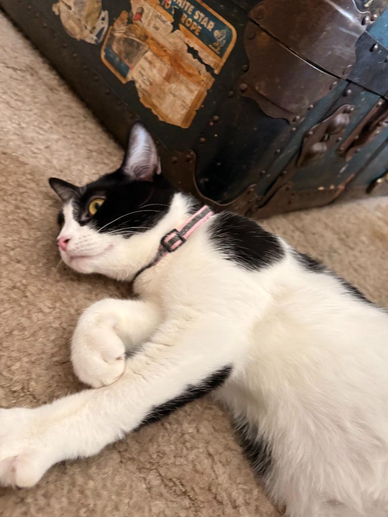 Enlarge Lizzy, a Adoptable Domestic Short Hair in Cloquet, MN image 4/4