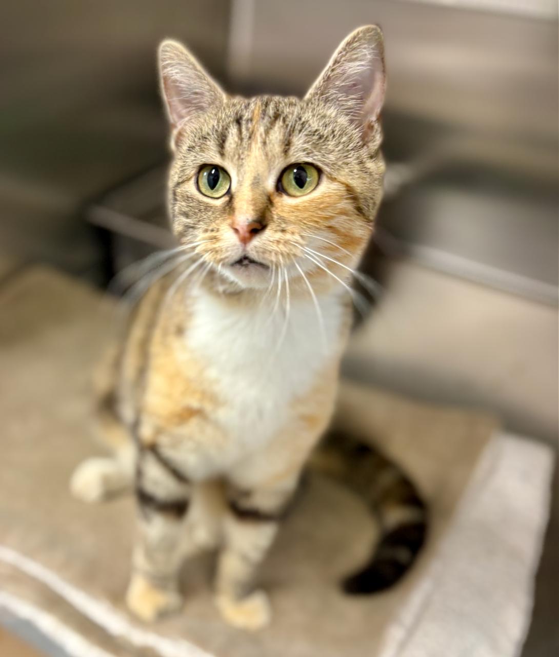Baby, adopted, Adult Female Domestic Short Hair.