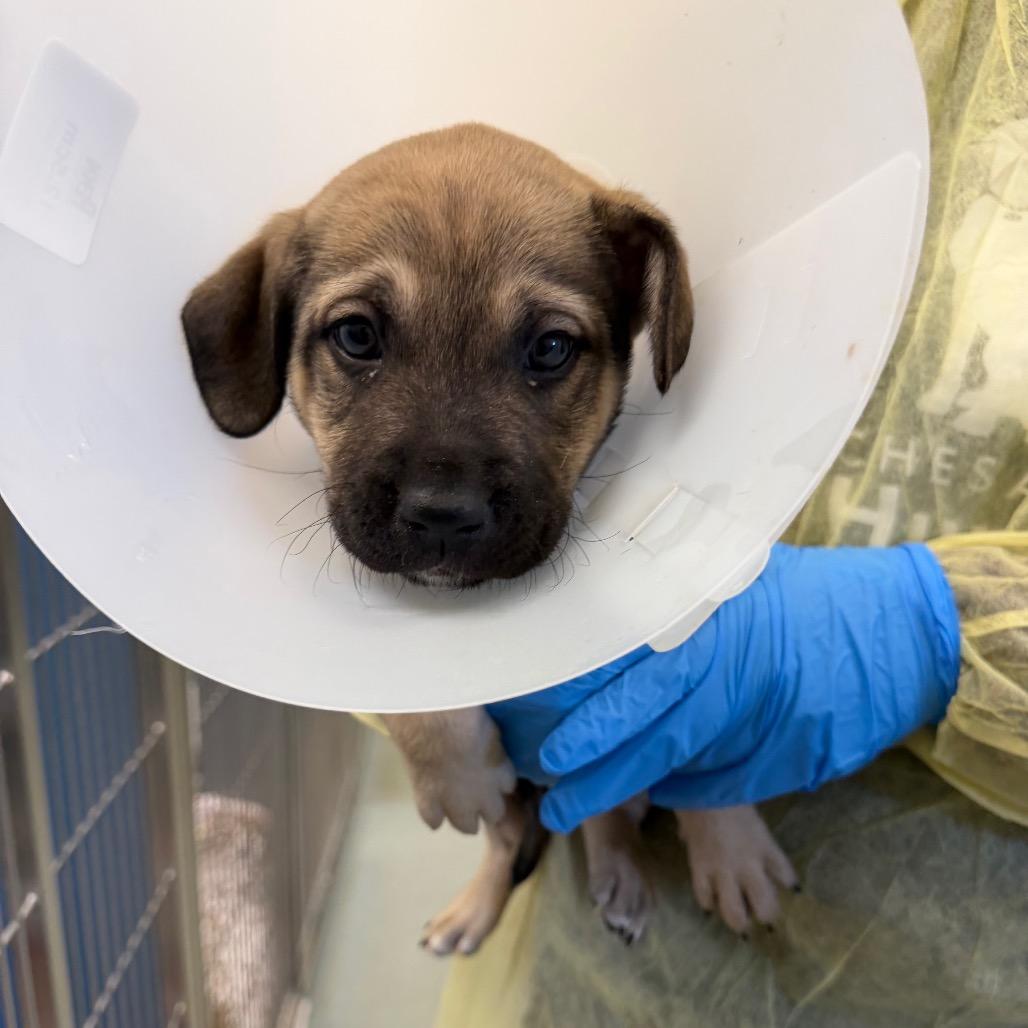 Ellie (Grey), Adoptable, Puppy Female Shepherd.