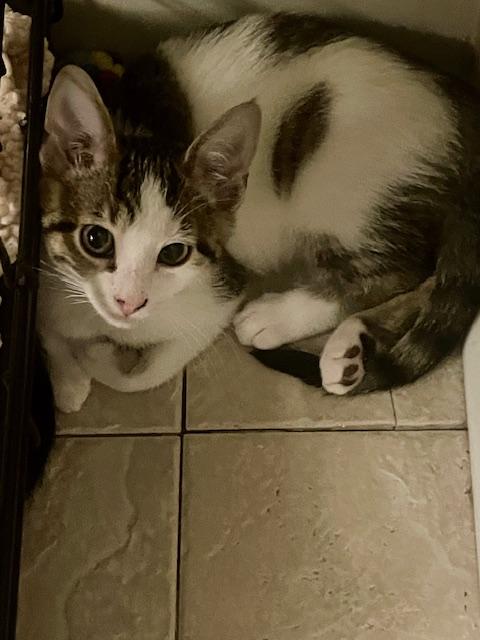 Raspberry, Adoptable, Kitten Female Domestic Short Hair.