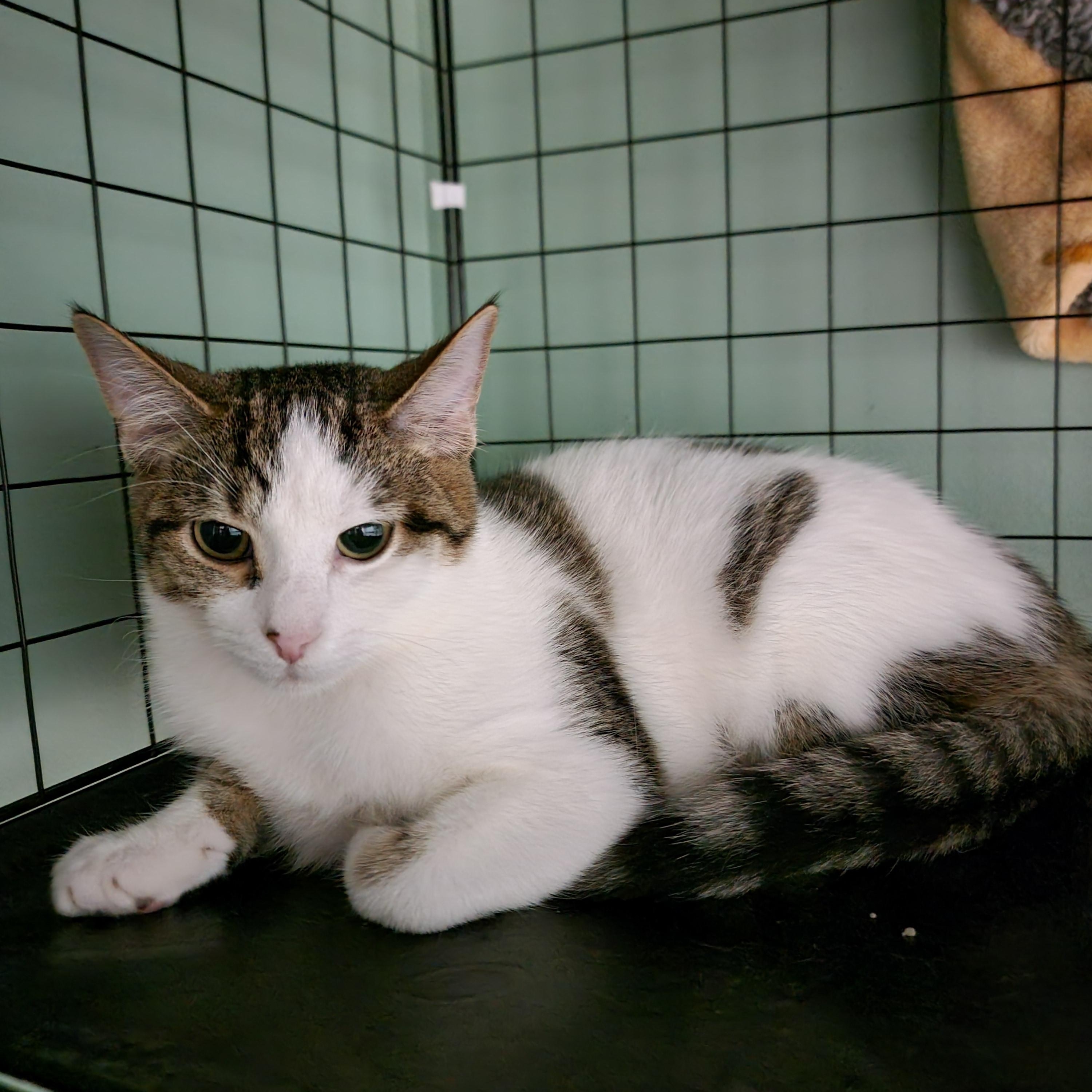 Raspberry, Adoptable, Kitten Female Domestic Short Hair.