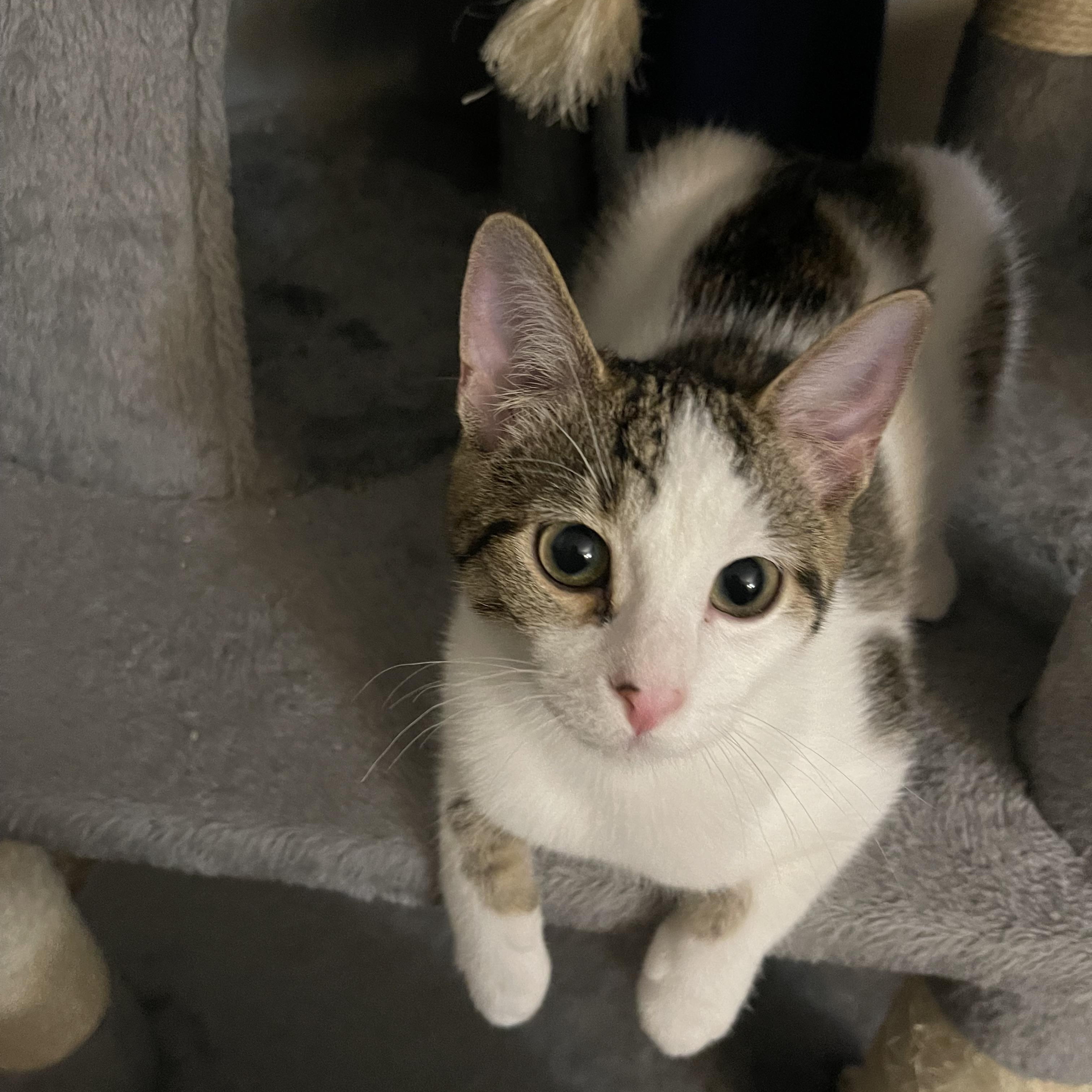 Raspberry, a Adoptable Domestic Short Hair in Joliet, IL image 2/3