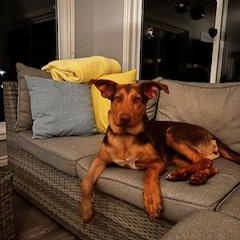 Roxy, an adoptable Doberman Pinscher in Perth, ON, K7H 3C3 | Photo Image 5