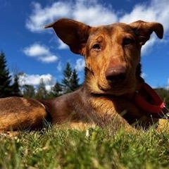 Roxy, an adoptable Doberman Pinscher in Perth, ON, K7H 3C3 | Photo Image 1