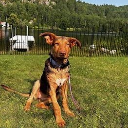 Roxy, an adoptable Doberman Pinscher in Perth, ON, K7H 3C3 | Photo Image 3