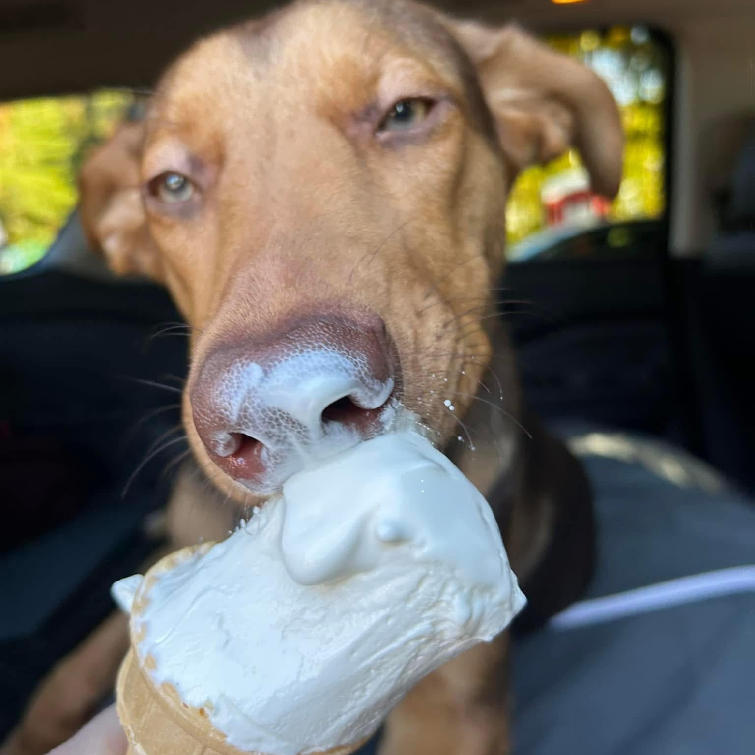 Roxy, an adoptable Doberman Pinscher in Perth, ON, K7H 3C3 | Photo Image 4