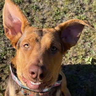 Roxy, an adoptable Doberman Pinscher in Perth, ON, K7H 3C3 | Photo Image 2