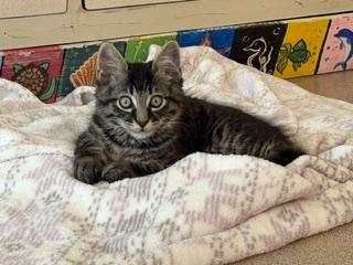 Enlarge Drakon, a ADOPTABLE mixed breed in Spring Valley, CA image 1/1
