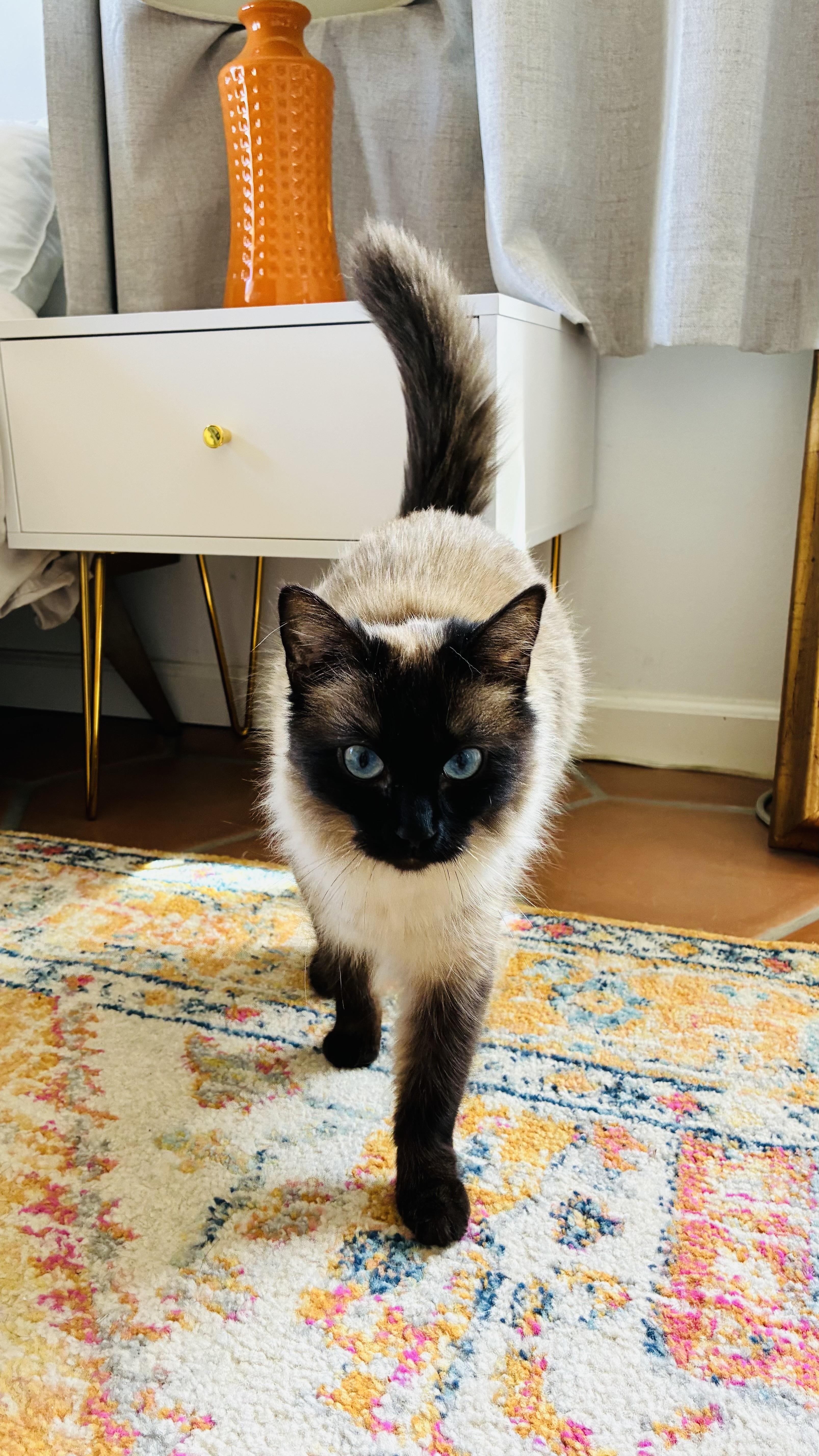 Enlarge LUNA, an adopted Himalayan in Joshua Tree, CA image 1/1