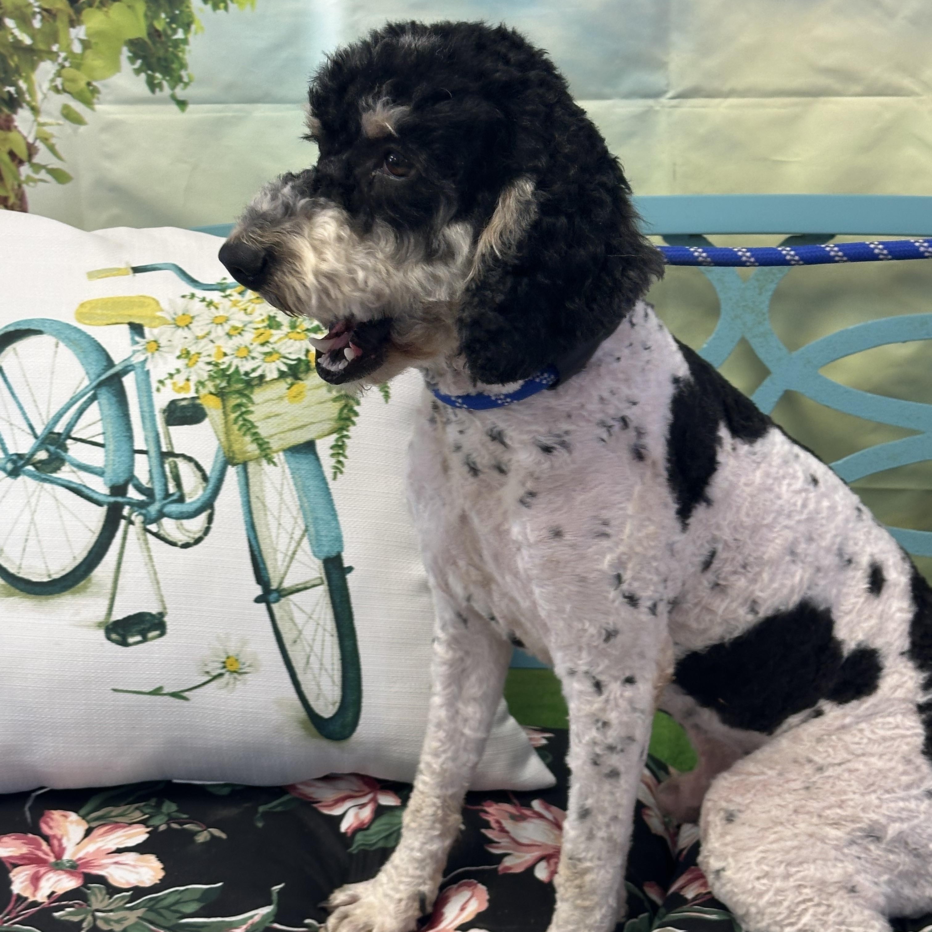 Enlarge Stanton, an adopted mixed breed in Lubbock, TX image 2/4