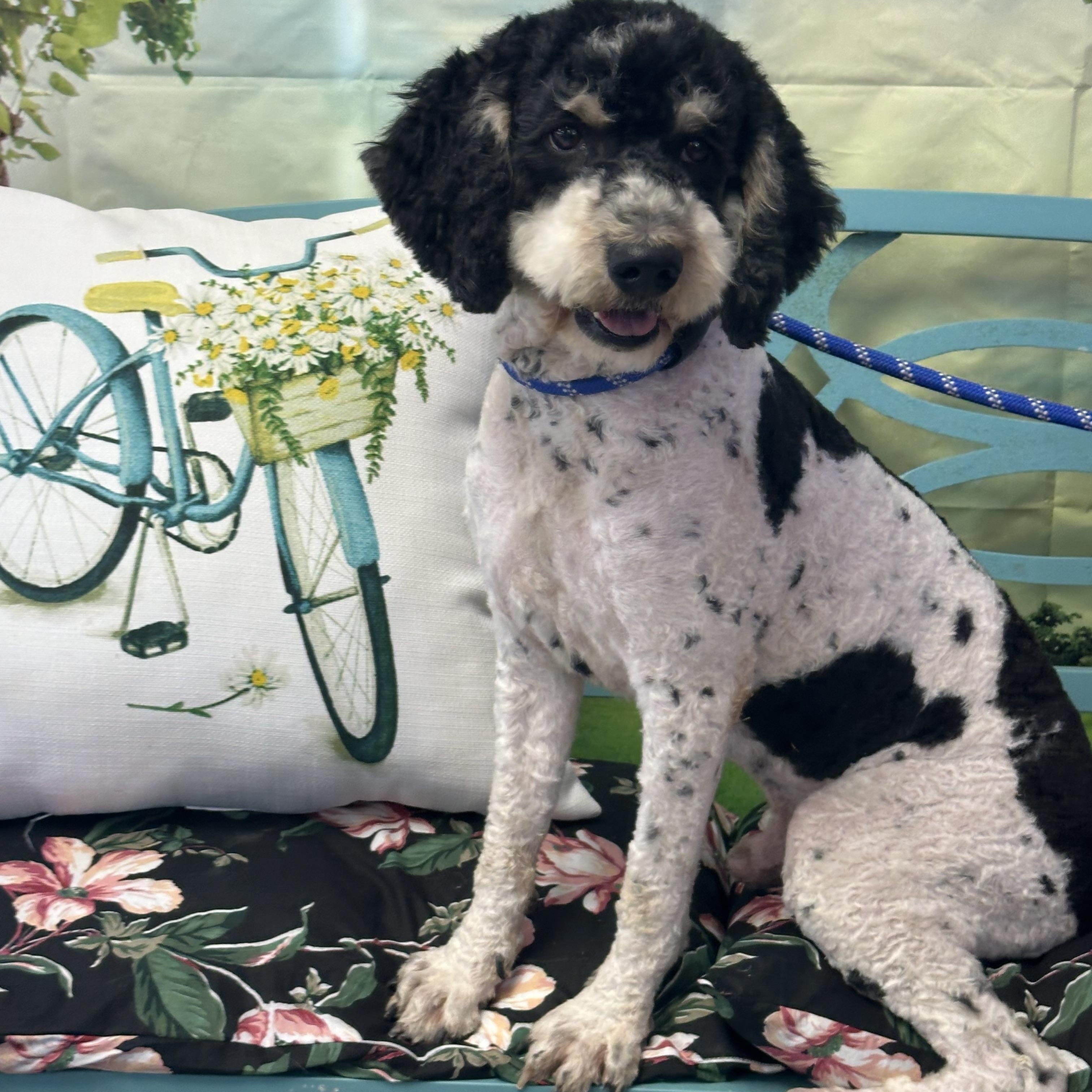 Enlarge Stanton, an adopted mixed breed in Lubbock, TX image 4/4