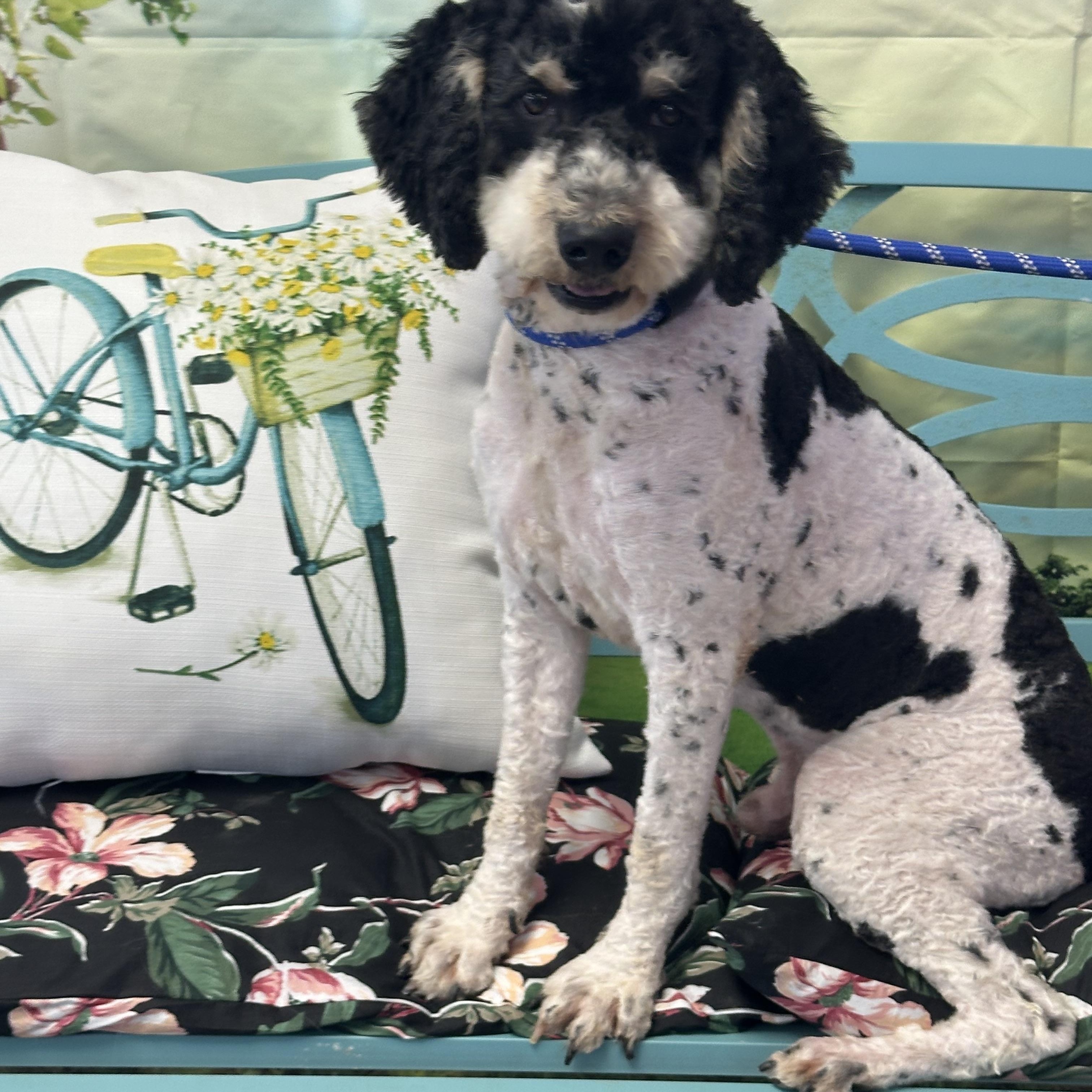 Stanton, adopted, Adult Male Mixed Breed.