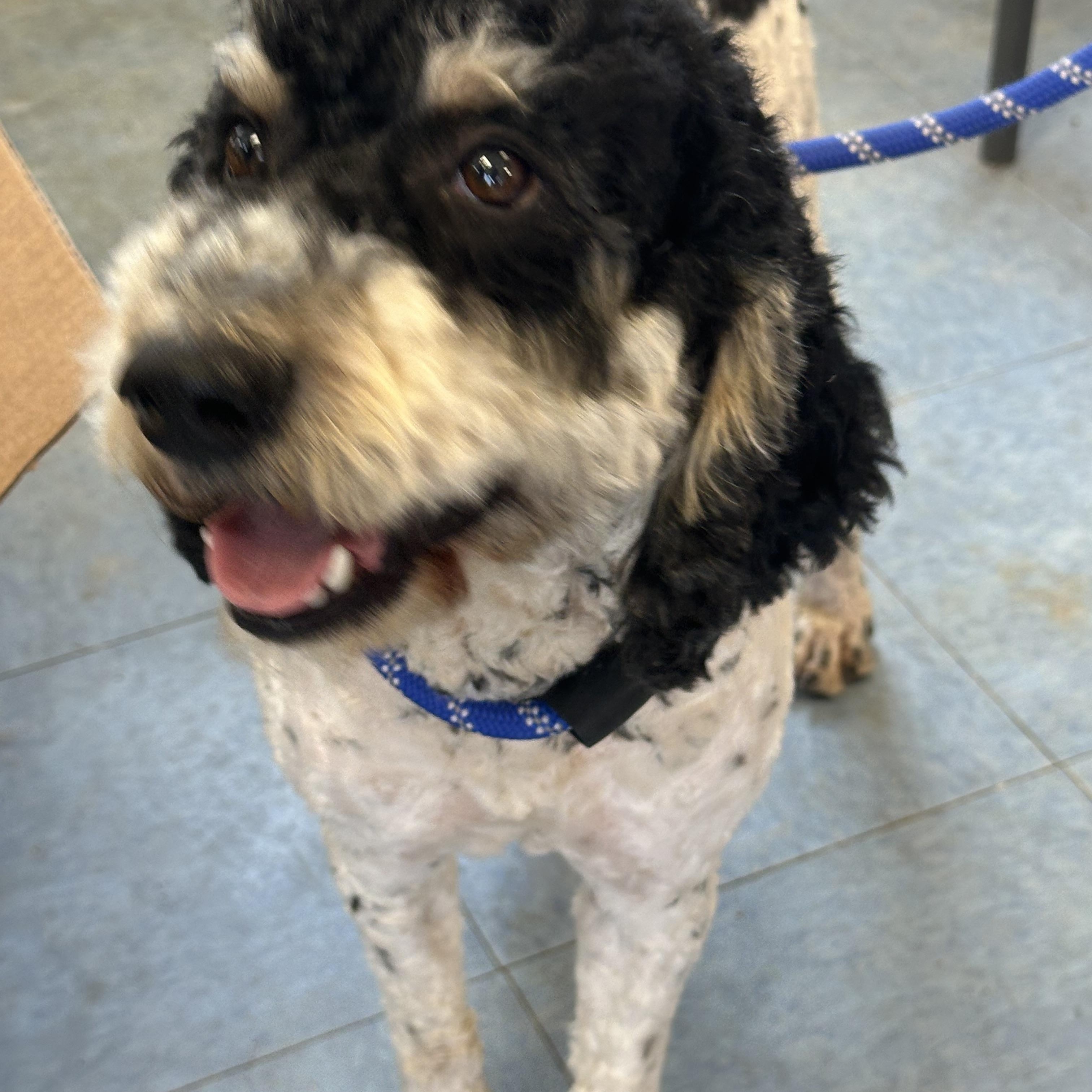 Enlarge Stanton, an adopted mixed breed in Lubbock, TX image 3/4