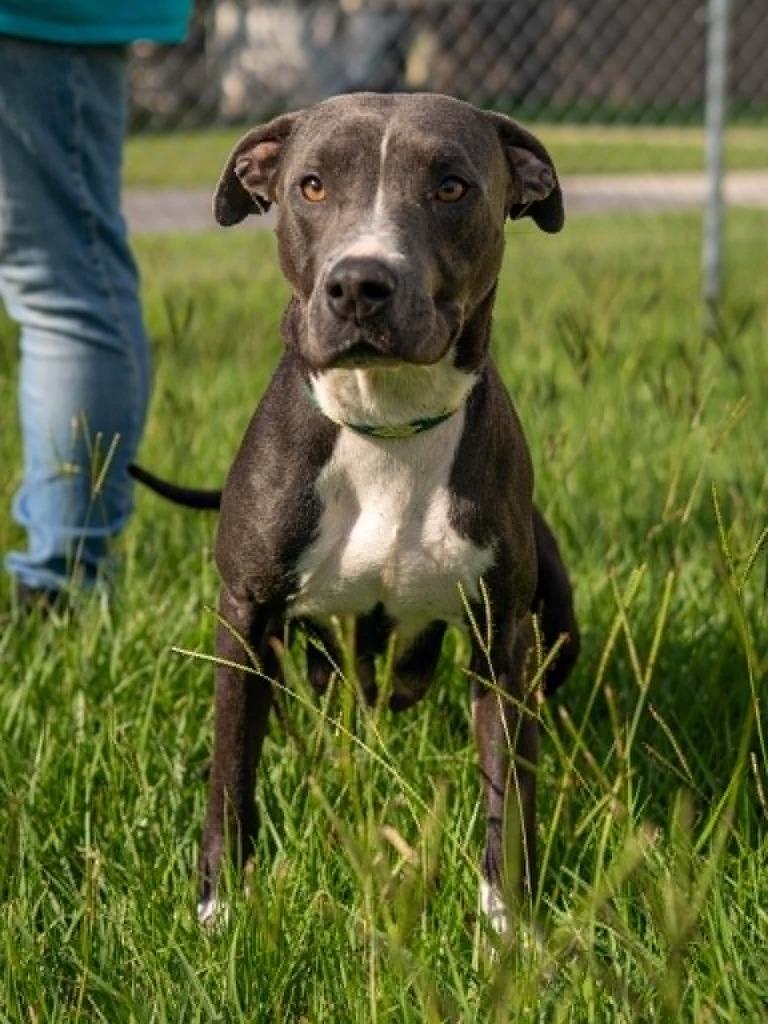 Coraline, Adoptable, Adult Female Mixed Breed.